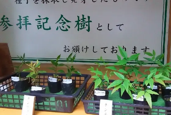 ご神樹のおすそわけ