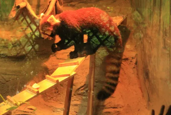東京都多摩動物公園の写真・動画_image_295963