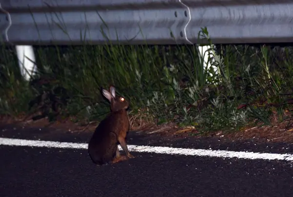 ニホンノウサギ