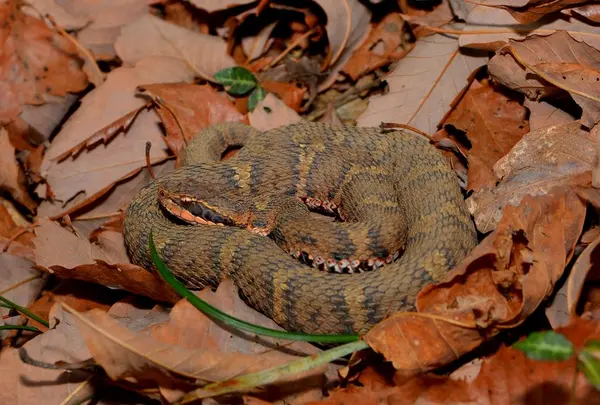 上野原市の写真・動画_image_54185