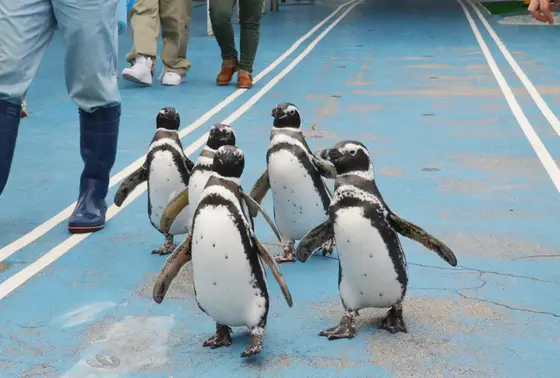 ペンギンのお散歩