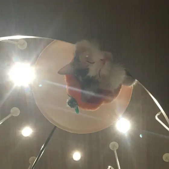 色んな猫ちゃん