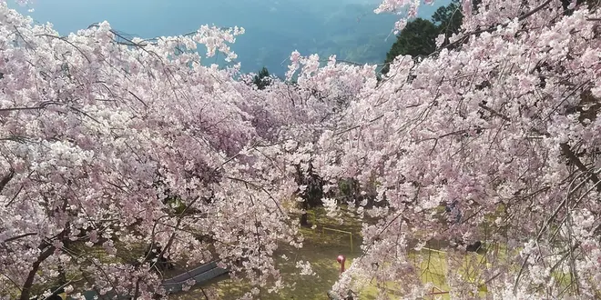 【春の観光におすすめ！川根にお花見に来ませんか？】大井川上流、川根本町周辺のお花見スポット！