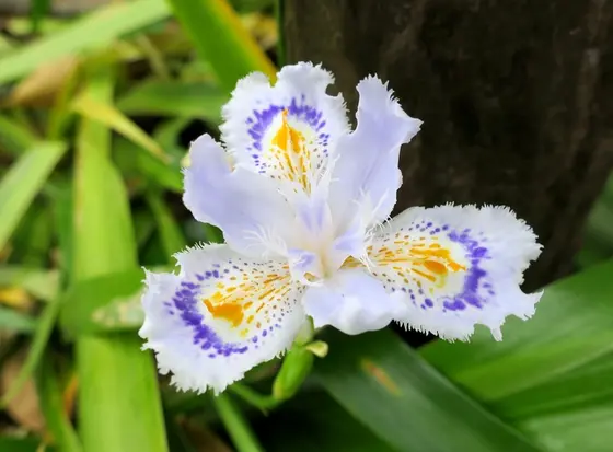 群生で咲くシャガ