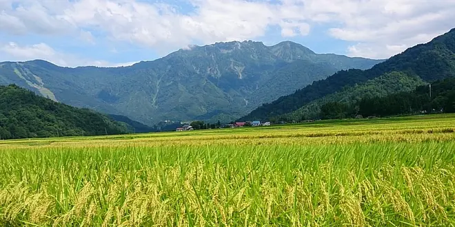 【田舎暮らしに憧れて】日本一の米どころ南魚沼市で稲刈り体験