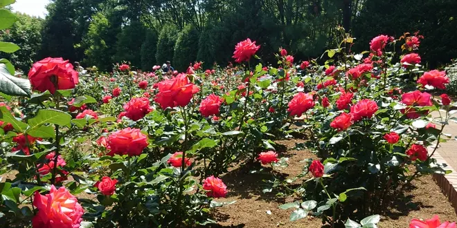 智光山公園＆レストランサイボク （SAIBOKU）