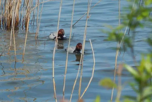 高島市新旭水鳥観察センターの写真・動画_image_74812