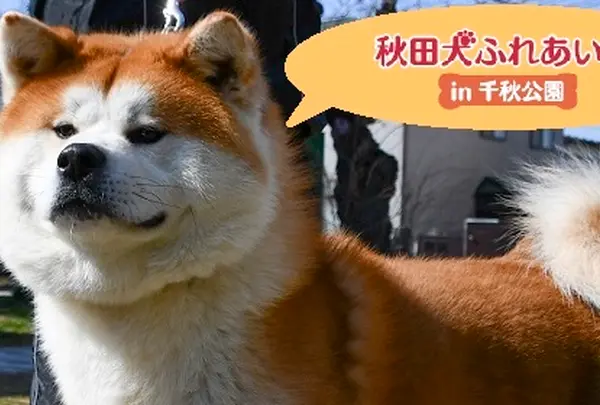 秋田犬ふれあい処ｉｎ千秋公園