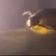 ぺんぎん