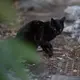 くいしんぼん