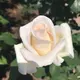 なると