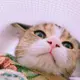 シフォン