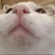 ナキムシロボボーイ