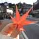 てしちゃん