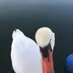 にわちゃん