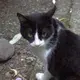 サイ子