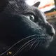 黒猫ママ