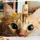 かめきち