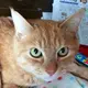 ちょび