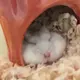 ししゃも