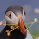 ももこ
