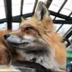 たんげりをん