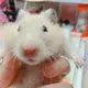 みみ