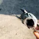 だらぁ