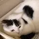 sugineko