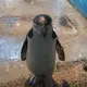 chiroru