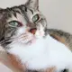 さかはる