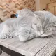 ヘーゼルナッツラテ