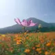 KOBAMACHIさんぽ