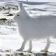 pampeldu