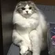 hazzz