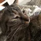 猫は正義！