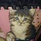 ヒロニャン