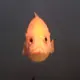 おいでやす〜