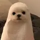 ぱっぷる