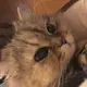 ぺんぺん