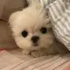 ⋆͛