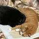 コウヘイ