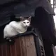 カフェ キサラギ