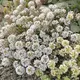 実桜