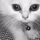 KATuuuuuN