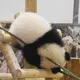 🐼❣️
