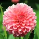 Dahlie