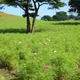 あか