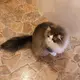のこのこ