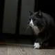 もりのやまねこ